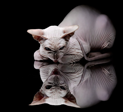 中国选手邓雅文在巴黎奥运会资格系列赛上海站小轮车自由式女子公园赛决赛中表现出色。