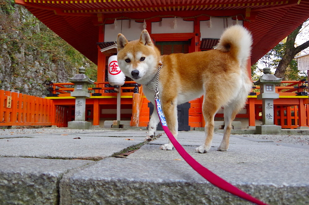 九游官网pc-传奇球星的 inspirational stories:激励无数年轻人,传奇球星nba